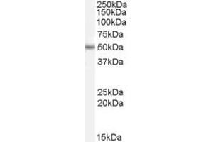 Western Blotting (WB) image for anti-Paired Box 6 (PAX6) (AA 267-280) antibody (ABIN297509) (PAX6 anticorps  (AA 267-280))