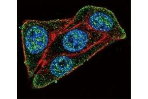 Confocal immunofluorescent analysis of PAX-6 antibody with HeLa cells followed by Alexa Fluor 488-conjugated goat anti-rabbit lgG (green).