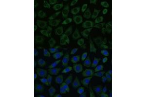 Immunofluorescence analysis of L929 cells using DDX6 Polyclonal Antibody (ABIN7266704) at dilution of 1:100 (40x lens). (DDX6 anticorps  (C-Term))