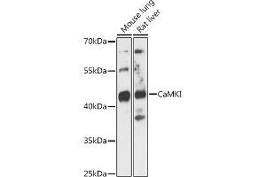 Western blot analysis of extracts of various cell lines, using CaMKI antibody (ABIN7266017) at 1:3000 dilution.