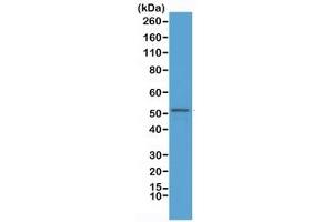 Western blot testing of mouse brain lysate with recombinant GFAP antibody at 1:2500.