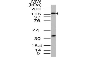 Image no. 1 for anti-Importin 8 (IPO8) (AA 700-1000) antibody (ABIN5027312) (Importin 8 anticorps  (AA 700-1000))
