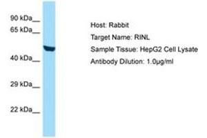 Image no. 1 for anti-Ras and Rab Interactor-Like (RINL) (AA 62-111) antibody (ABIN6749889)