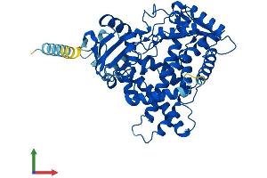 AlphaFold protein structure predicition of Human Recombinant CYP2C19 Protein, UniprotID P33261