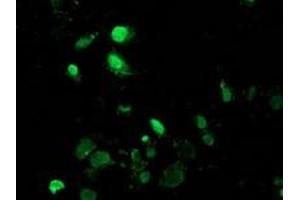 Anti-MAGEB18 mouse monoclonal antibody (ABIN2454279) immunofluorescent staining of COS7 cells transiently transfected by pCMV6-ENTRY MAGEB18 (RC206329). (MAGEB18 anticorps)