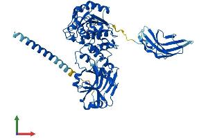 AlphaFold protein structure predicition of Human Recombinant POMGNT2 Protein, UniprotID Q8NAT1