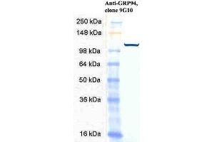 Western Blot analysis of Human HeLa cell lysates showing detection of GRP94 protein using Rat Anti-GRP94 Monoclonal Antibody, Clone 9G10 . (GRP94 anticorps  (PE))