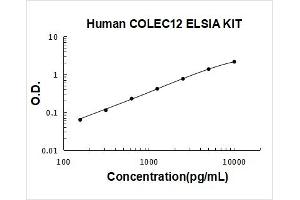 Collectin Sub-Family Member 12 (COLEC12) ELISA Kit