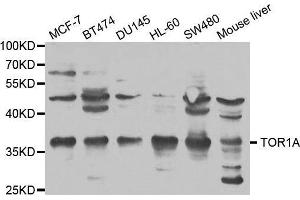 Western blot analysis of extracts of various cell lines, using TOR1A antibody. (TOR1A anticorps  (AA 63-332))