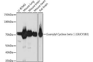Western blot analysis of extracts of various cell lines, using Guanylyl Cyclase beta 1 (GUCY1B3) (GUCY1B3) Rabbit mAb (ABIN7267551) at 1:1000 dilution. (GUCY1B3 anticorps)