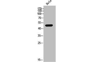 Western Blot analysis of HeLa cells using Casein Kinase Iγ2 Polyclonal Antibody (Casein Kinase 1 gamma 2 anticorps  (N-Term))