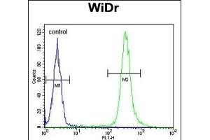 ANXA7 Antibody (Center) (ABIN652686 and ABIN2842457) flow cytometric analysis of WiDr cells (right histogram) compared to a negative control cell (left histogram). (Annexin VII anticorps  (AA 329-356))