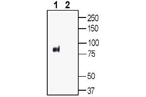 Western blot analysis of rat kidney lysate:1.