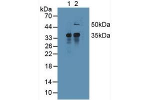 Figure. (MCL-1 anticorps  (AA 2-307))