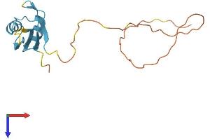 AlphaFold protein structure predicition of Human Recombinant RBM3 Protein, UniprotID P98179