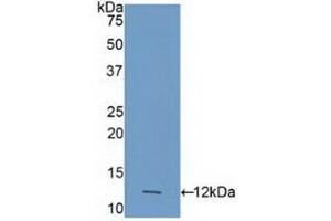 Detection of Recombinant CASP4, Human using Polyclonal Antibody to Caspase 4 (CASP4) (Caspase 4 anticorps  (AA 290-377))