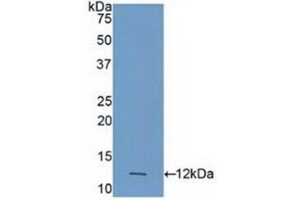Caspase 4 anticorps  (AA 290-377)