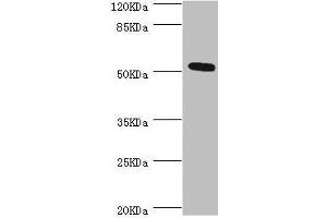 Western blot All lanes: ZC3HC1 antibody at 0. (ZC3HC1 anticorps  (AA 1-260))