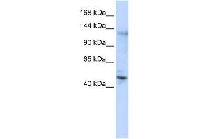WB Suggested Anti-ZNF197 Antibody Titration:  0. (ZNF197 anticorps  (Middle Region))