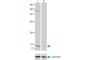 Western blot analysis of PPBP over-expressed 293 cell line, cotransfected with PPBP Validated Chimera RNAi (Lane 2) or non-transfected control (Lane 1). (CXCL7 anticorps  (AA 37-128))