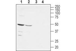 Western blot analysis of rat (lanes 1 and 3) and mouse (lanes 2 and 4) brain lysates: - 1,2.