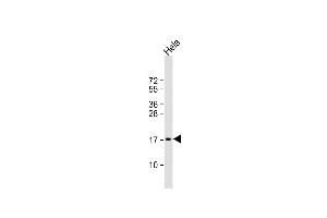 Anti-PTP4A2 Antibody (Center) at 1:1000 dilution + Hela whole cell lysate Lysates/proteins at 20 μg per lane. (PTP4A2 anticorps  (AA 32-59))