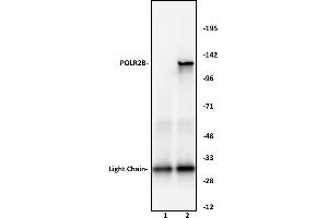 POLR2B antibody (pAb) tested by Immunoprecipitation. (POLR2B anticorps  (N-Term))