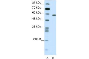 WB Suggested Anti-NR1D2 Antibody Titration:  0. (NR1D2 anticorps  (C-Term))