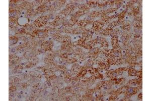 IHC image of ABIN7127353 diluted at 1:100 and staining in paraffin-embedded human liver tissue performed on a Leica BondTM system. (Recombinant ATP5A1 anticorps)