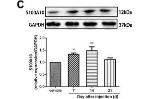 Minocycline reverted the A1/A2 ratio of reactive astrocytes and relieved mechanical allodynia in rats after SMIR. (GAPDH anticorps)