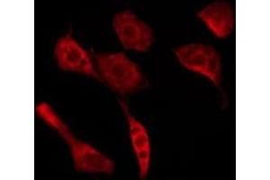 ABIN6276254 staining Hela by IF/ICC. (OR52A5 anticorps  (Internal Region))