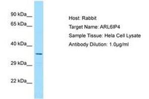 Image no. 1 for anti-ADP-Ribosylation-Like Factor 6 Interacting Protein 4 (ARL6IP4) (AA 198-247) antibody (ABIN6750156) (ARL6IP4 anticorps  (AA 198-247))