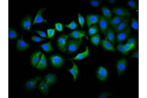 Immunofluorescence staining of A549 cells with ABIN7163552 at 1:133, counter-stained with DAPI.