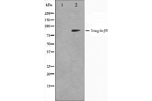 Western blot analysis on COS7 cell lysate using Integrin beta-5 Antibody. (Integrin beta 5 anticorps  (C-Term))