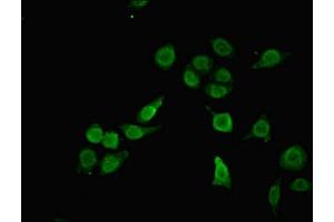Immunofluorescent analysis of A549 cells using ABIN7168333 at dilution of 1:100 and Alexa Fluor 488-congugated AffiniPure Goat Anti-Rabbit IgG(H+L) (RBM12 anticorps  (AA 1-200))