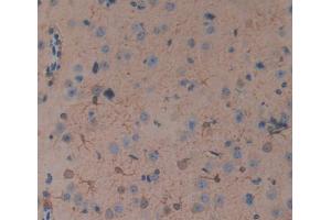 IHC-P analysis of Mouse Tissue, with DAB staining. (TNFRSF19 anticorps  (AA 222-363))