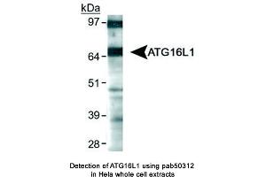 Image no. 1 for anti-ATG16 Autophagy Related 16-Like 1 (ATG16L1) (AA 1-100) antibody (ABIN363621) (ATG16L1 anticorps  (AA 1-100))