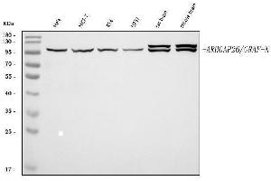 Western blot analysis of GRAF/ARHGAP26 using anti-GRAF/ARHGAP26 antibody (ABIN7602088).