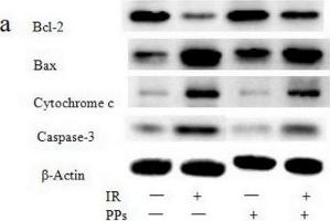 PPs (200 mg/kg bwt/d) inhibits the expression levels of Bax, cytochrome c and caspase-3 induced by irradiation (7 Gy) and inceases the expression levels of Bcl-2 in spleen (n = 6). (beta Actin anticorps  (AA 1-375))