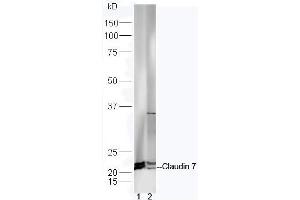 Lane 1: Mouse intestinal lysates Lane 2: Mouse brain lysates probed with Anti-Claudin 7 Polyclonal Antibody, Unconjugated (ABIN1714512) at 1:300 in 4˚C. (Claudin 7 anticorps  (AA 21-100))