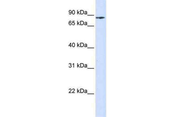 PIK3R5 抗体  (N-Term)