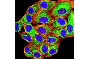 Immunofluorescence analysis of Hela cells using MYLK mouse mAb (green). (MYLK anticorps  (AA 1375-1524))