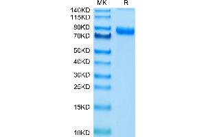 Cynomolgus Transferrin R on Tris-Bis PAGE under reduced condition. (Transferrin Receptor Protein (AA 89-760) (His tag))