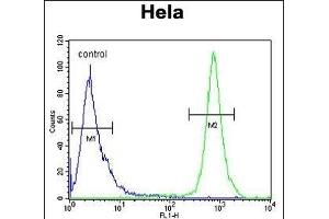 TRPC3 Antibody (N-term) 10175a flow cytometric analysis of Hela cells (right histogram) compared to a negative control cell (left histogram). (TRAPPC3 anticorps  (N-Term))