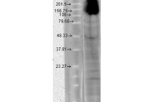 Western Blot analysis of Human T-HEK cell lysate showing detection of HCN4 protein using Mouse Anti-HCN4 Monoclonal Antibody, Clone S114-10 . (HCN4 anticorps  (AA 1019-1198) (Atto 488))