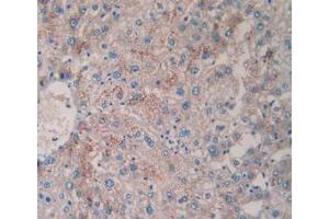 IHC-P analysis of Human Liver Tissue, with DAB staining. (TPSAB1 anticorps  (AA 161-262))