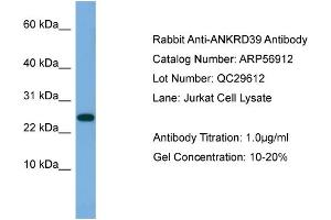 WB Suggested Anti-ANKRD39  Antibody Titration: 0. (ANKRD39 anticorps  (N-Term))