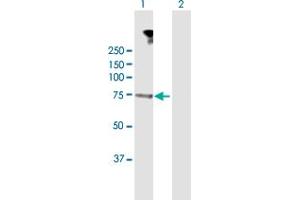 Western Blot analysis of DMPK expression in transfected 293T cell line by DMPK MaxPab polyclonal antibody.