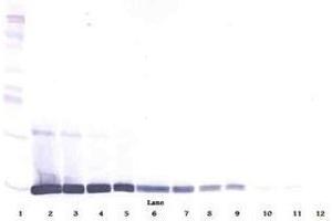 Image no. 3 for anti-Leptin (LEP) antibody (ABIN465028) (Leptin anticorps)