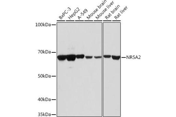 NR5A2 + LRH1 anticorps  (AA 1-140)